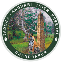 ताडोबा-अंधारी व्याघ्र प्रकल्प संवर्धन प्रतिष्ठान, चंद्रपूर भरती नवीन जाहिरात प्रकाशित | Tadoba Tiger Reserve Chandrapur Recruitment 2023
